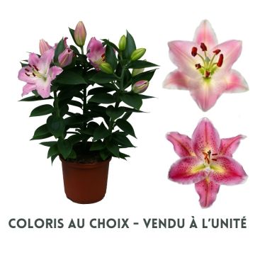 Lys oriental variés 40 cm - Pot de 13 cm