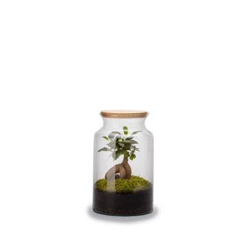 Terrarium jungle M ginseng - Hauteur 30cm