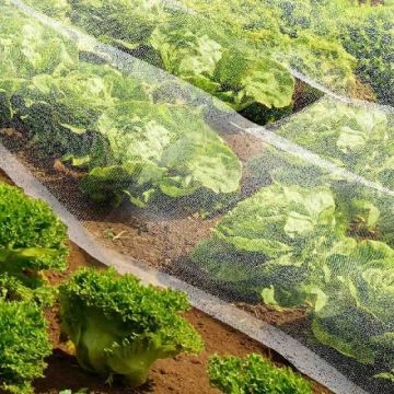Filet de protection anti insectes - Celloplast - 4x6 m
