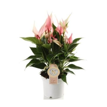 Anthurium lilli - Pot de 12 cm