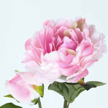 PIVOINE 1FL 1BT 76CM ROSE CREM