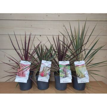 Cordyline - Variétés - Contenant de 4 litres