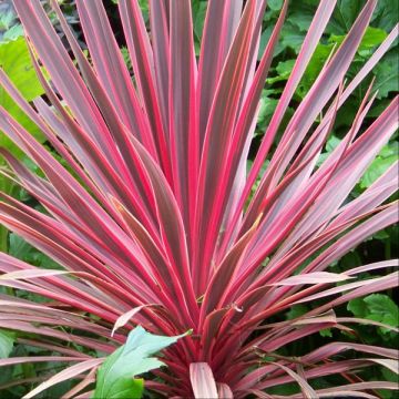Cordyline australis 'Albertii' - Contenan t de 4 litres