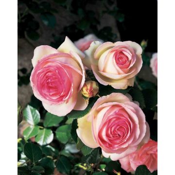 Rosier grimpant Pierre de Ronsard ® en p ot de 6 litres