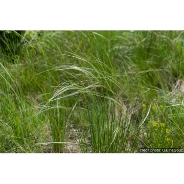 Stipa - Pot de 10 cm