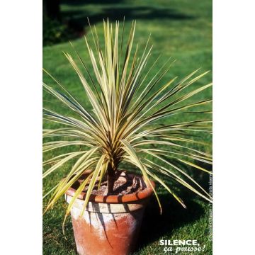 Cordyline d'Australie torbay dazzler - 40/ 50 cm - Contenant de 4,5 Litres