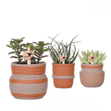 Succulente en céramique P9