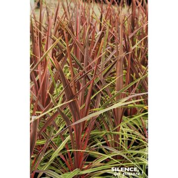 Cordyline australis Variées - Cherry Sensation, Pink Champagne Variegated - Contenant de 4,5 litres