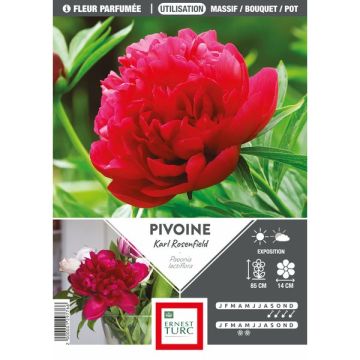 Pivoine Karl Rosenfield extra - Vrac à l'unité
