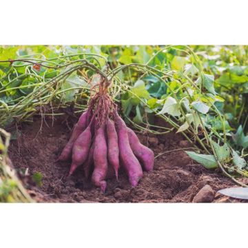Patate douce evangeline - PMAX - Pot de10 cm