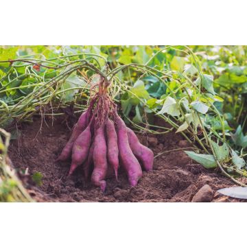 Patate douce murasaki -Pot de 10  cm