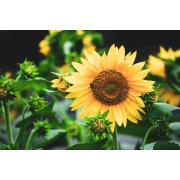 Tournesol - Contenant de 4,5 litres