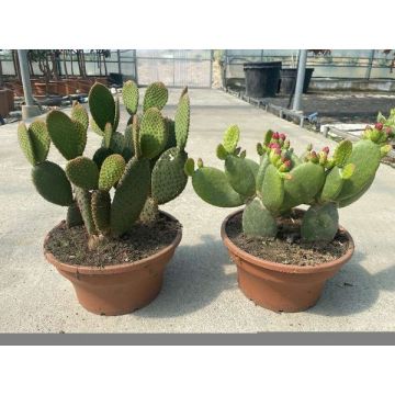 Opuntia - Figuier de BarbarieCoupe de 25 cm