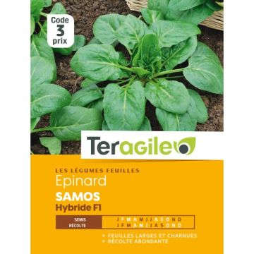 EPINARD SAMOS HF1 TERAGILE
