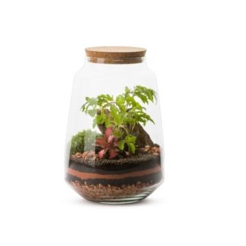 Terrarium Nakape S