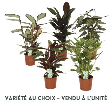Calathea - Pot de 17 cm - Coloris au choix