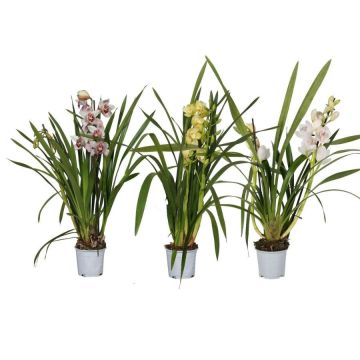 Orchidée Cymbidium 2 branches