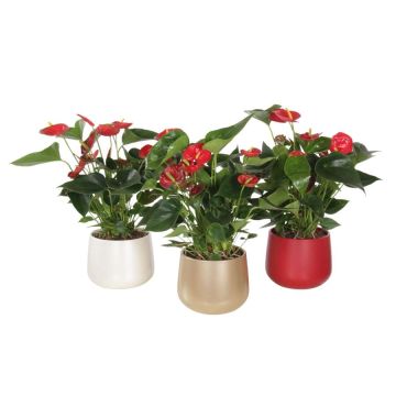 Anthurium et cache-pot