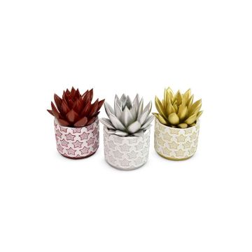 Echeveria coloré et cache-pot