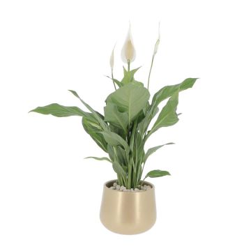 Spathiphyllum et cache-pot