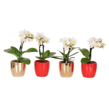 Mini orchidée 2 branches et cache-pot