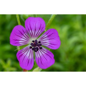 GERANIUM C4 KELLY ANNE