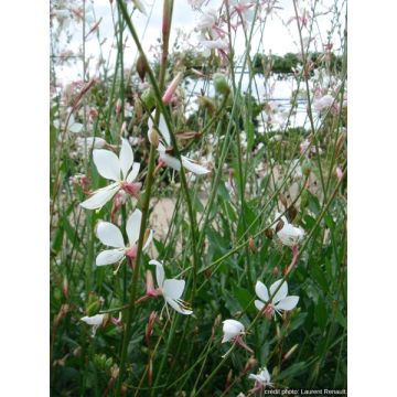 Gaura Lindheimeri (Blanc) Contenant De 2 Litres