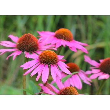 Echinacea Purpurea Pow Wow White (Blanc) Contenant de 4 litres