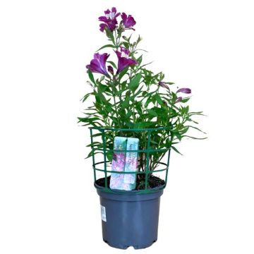Alstroemeria X Fleurs Coupées C.4L/P21Cm