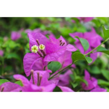 Bougainvillea 'violet de mèze' 90/120cmechelle pot de 3 litres