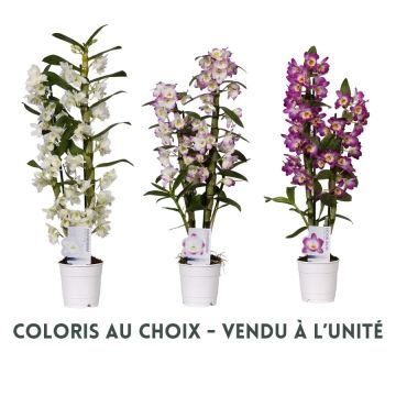 Dendrobium Nobile 2 branches - Pot Ø12 cm - Coloris au choix
