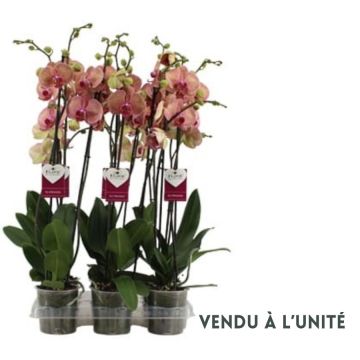 Orchidée phalaenopsis Golden Leopard - 2branches - Pot de Ø12 cm