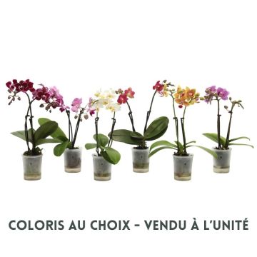 Phalaenopsis Miniflora 2 branches - Potde 6 cm