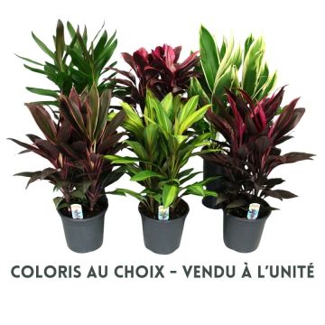 Cordyline - Pot de Ø19 cm - Variété au choix