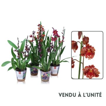 Orchidée Rouge Brun - Pot de Ø12 cm - Coloris au choix