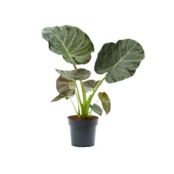Alocasia 'Regal shields' - Pot de Ø17 cm
