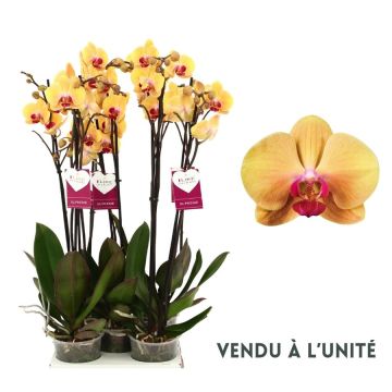 Orchidée phalaenopsis Goldion jaune - 2branches - Pot de Ø12 cm