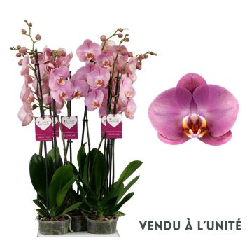 Orchidée phalaenopsis Honey peach - 2 branches - Pot de Ø12 cm
