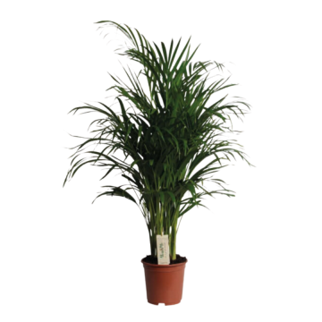 Areca - Pot de 19 cm