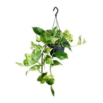 Epipremnum - Suspension de 15 cm