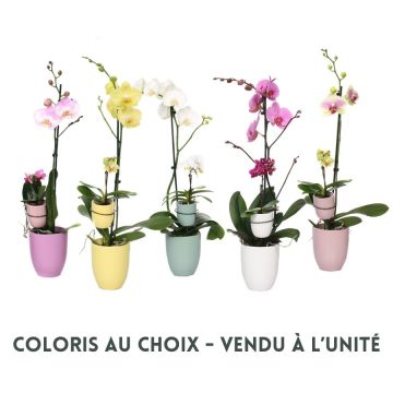 Phalaenopsis duo en pot - Pot de 12 cm -Coloris au choix