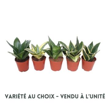Sanseveria Hahnii - Pot de 12 cm