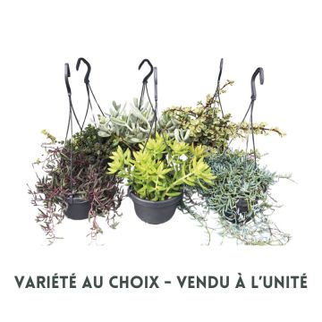 Plante grasse en suspension - Pot de 14cm