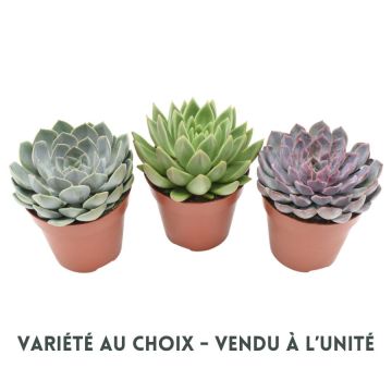 Echeveria - Pot de 12 cm - Variété au choix