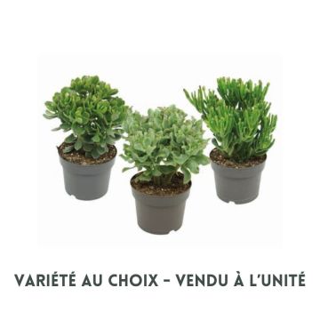 Crassula - Pot de 17 cm - Variété au choix