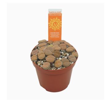 Lithops - Pot de 8,5 cm - Variété au choix