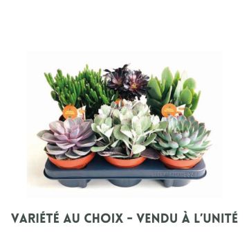 Succulente - Pot de 13 cm - Variété auchoix