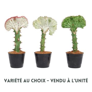 Euphorbe lactea - Pot de 10,5 cm - Variété au choix