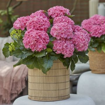 Hortensia Surfing Safari Collection Contenant De 5 Litres