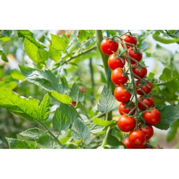 Tomate Snacking Cerise Sturdy Jo P6.4L + Tuteur Tippi